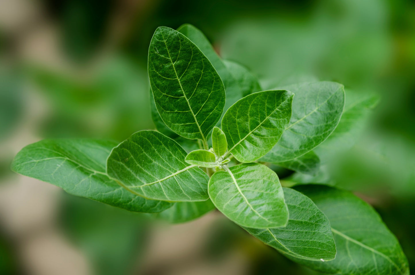 Ashwagandha Powder-2